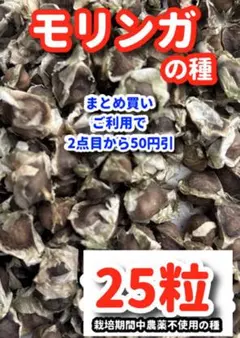 モリンガの種【25粒】⭕️ — image 1
