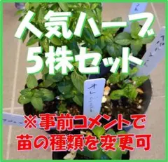 無農薬育ち！ミント・タイム・オレガノなど人気ハーブ苗 5株セット　苗の種類変更可 — image 1