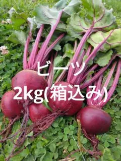 ビーツ(デトロイトダークレッド)　2kg(箱込み) — image 1
