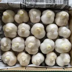 農薬不使用　生ジャンボニンニク　1Kg — image 1