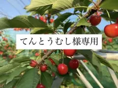 てんとうむし様専用 — image 1