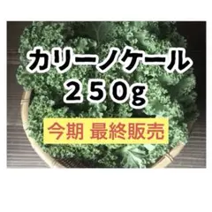 【愛知県産】新カリーノケール　250g — image 1