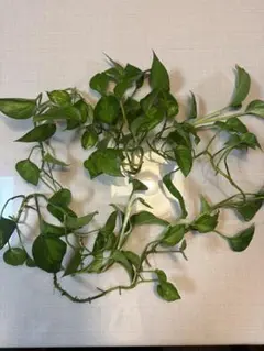 ポトスグローバルグリーン　観葉植物 剪定枝 挿し木用　大量 — image 1