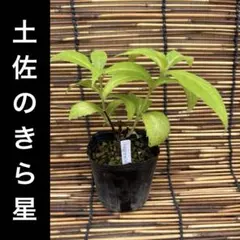 なな様 リクエスト 2点 まとめ商品 — image 1