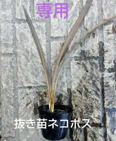 ヨシボ様 リクエスト 2点 まとめ商品 — image 1