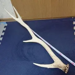 鹿の角 — image 1