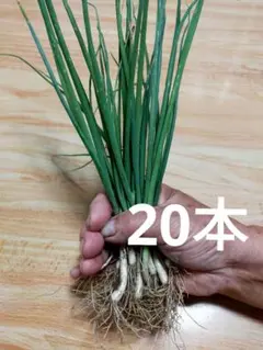 九条ねぎの苗　２０本 — image 1