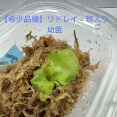 【希少品種】リドレイ　斑入り　幼苗 — image 1