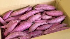 茨城県産　熟成紅はるかSサイズ5kg箱込み さつまいも　225 — image 1