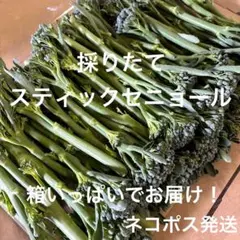 ✳️収穫終盤✳️採りたてスティックセニョール✳️ ネコポス発送 — image 1