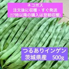 茨城県産 つるありインゲン 500g 新鮮野菜 — image 1