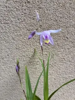 チャボシラン — image 1