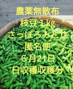 【農薬無散布】枝豆１kg さっぽろみどり 6月21日　日曜日 収穫分 匿名便 — image 1