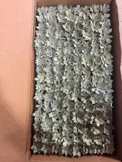 BT1336　ストリクチフローラ　128苗　多肉植物 土と根付き エケベリア — image 1