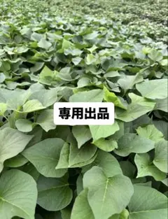 te27様専用出品 — image 1