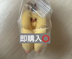 すきまハムスター キンクマハムスター — image 1