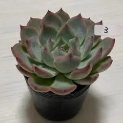 多肉植物　キャラリアン3　エケベリア　傷汚れあり　※抜き苗発送 — image 1