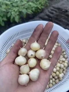 ネンド玉ねぎ苗 50個 — image 1