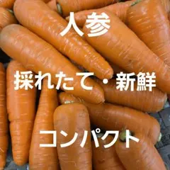 採れたて・新鮮❣️　新人参　コンパクトBOXいっぱい — image 1