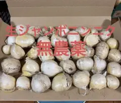 淡路島産　無農薬 生ジャンボニンニク — image 1