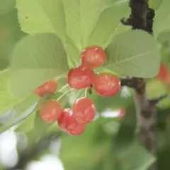 とん様専用 — image 1