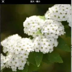小手毬　　6/22 — image 1