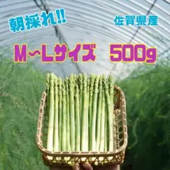 グリーンアスパラガス500g — image 1