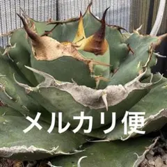 ピ***様 — image 1