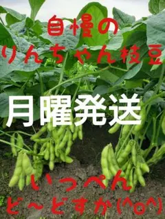 ①⑤湯上がり娘 枝豆 — image 1
