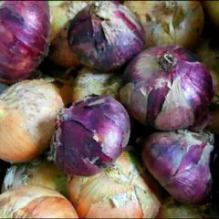 農薬不使用＊新玉ねぎ 5kg — image 1