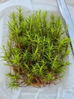 ウマスギ苔 — image 1