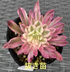 アエオニウム アイスインク錦①⭐️お買い得 — image 1