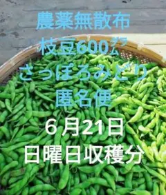 農薬無散布　枝豆600gさっぽろみどり6月21日 日曜日 収穫分 匿名便ネコポス — image 1