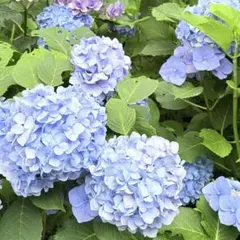 あさり様専用 — image 1