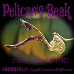 ■ペリカン彷彿とさせる奇抜捕虫植物 アリストロキア リンゲンス 種子10粒 ⑩ — image 1