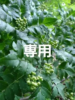 etsu123様専用クール便！ 青森県産 実山椒 ☆採れたて 500g+増量中！ — image 1