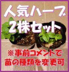 無農薬育ち！ミント・タイム・オレガノなど人気ハーブ苗 2株セット　苗の種類変更可 — image 1