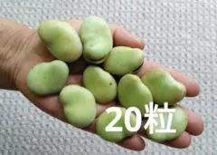 ジャンボそら豆の種　２０粒 — image 1
