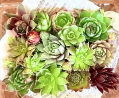 多肉植物 センペルビウム 寄せ植えセット — image 1