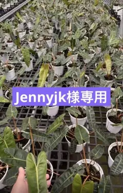 【Jennyjk様専用】 — image 1