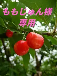ももじゅん様　専用 — image 1