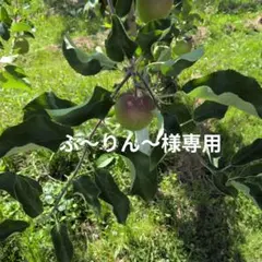ふ〜りん〜様専用 — image 1