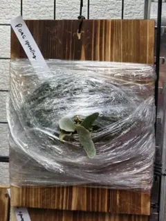 P.omg sporeling 板付け済 — image 1