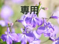 ゆぺ様専用 — image 1