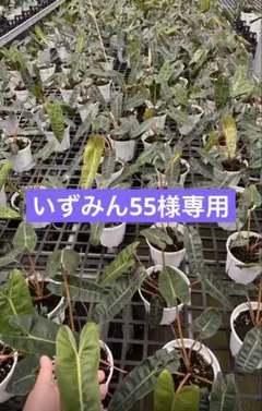 【いずみん55様専用】 — image 1