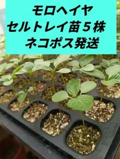 農薬不使用　モロヘイヤセルトレイ苗５株　ネコポス発送 — image 1