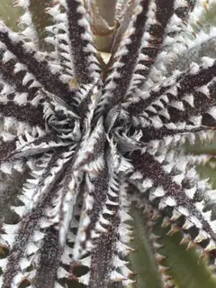 限定 大盛 25年産 種子 ディッキア Dyckia Big Brother ⑵ — image 1
