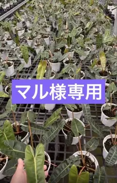 【マル様専用】 — image 1