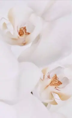 【専用】 — image 1