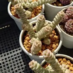 多肉植物　クラッスラ　ファンタジー　根あり — image 1
